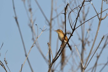 Zitting Cisticola 岡山県 Sun, 2/21/2021