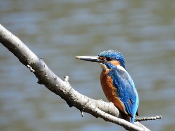 カワセミ 場所が不明 2021年3月10日(水)