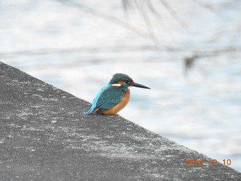 カワセミ 谷中湖 2016年12月10日(土)