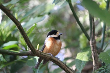 2021年3月10日(水) 石神井公園の野鳥観察記録