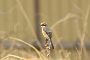 2021年3月9日(火) 愛知県知多市社山１丁目 34°59'46.7" 136°53'22.6"の野鳥観察記録