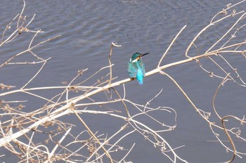 カワセミ 見沼たんぼ 2021年3月10日(水)