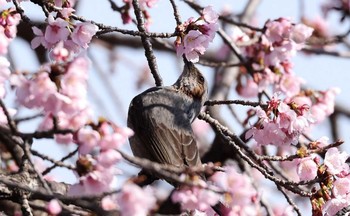 ヒヨドリ 場所が不明 撮影日未設定