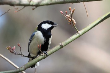 Japanese Tit Kyoto Gyoen Wed, 3/10/2021