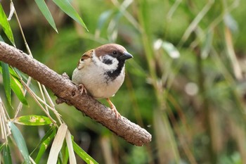 Eurasian Tree Sparrow Kyoto Gyoen Wed, 3/10/2021