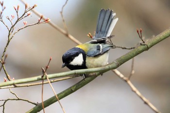 Japanese Tit Kyoto Gyoen Wed, 3/10/2021