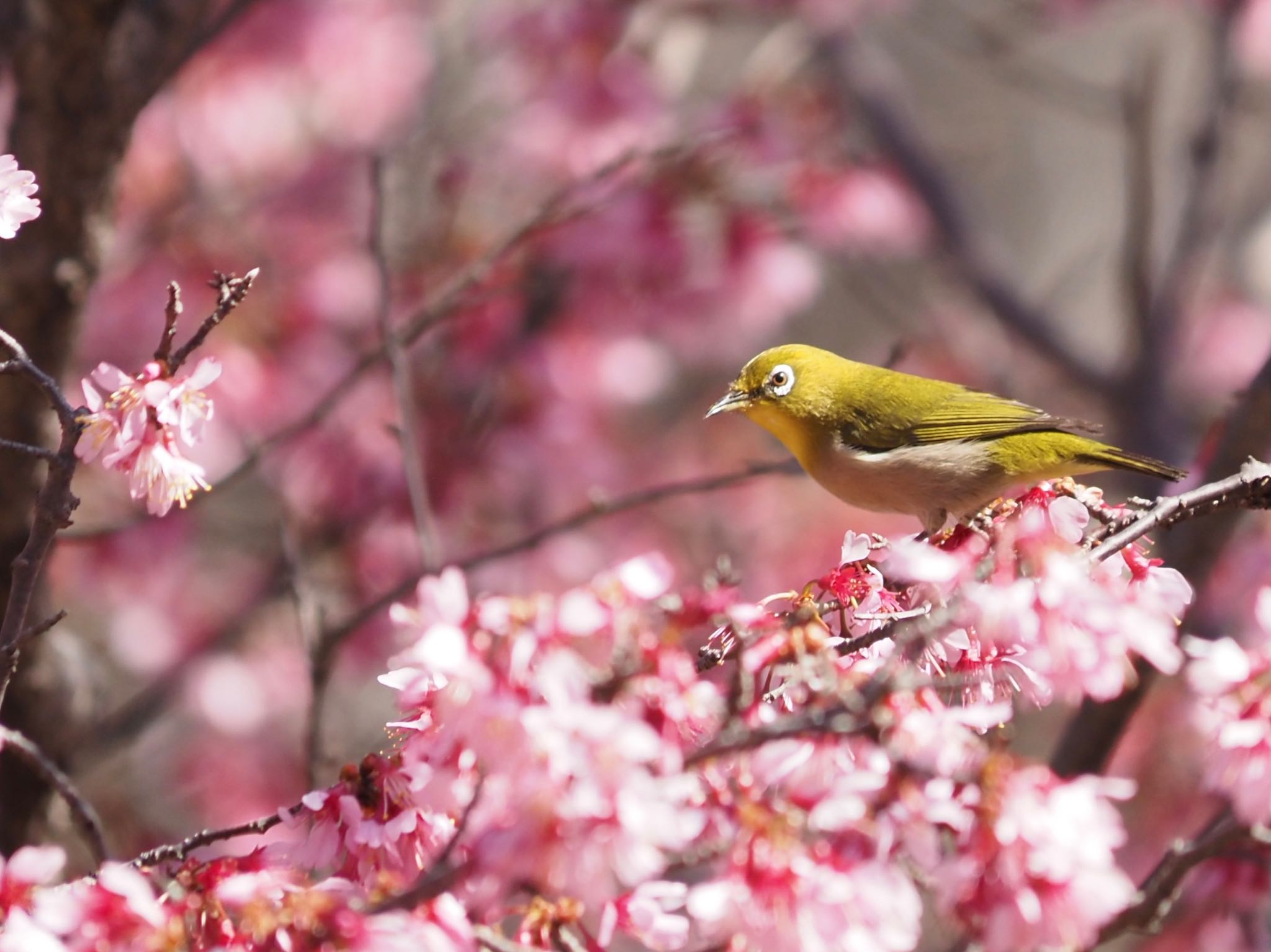 Warbling White-eye