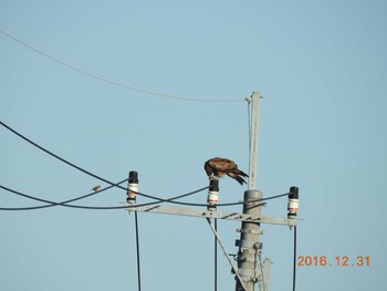 トビ 涸沼 2016年12月31日(土)