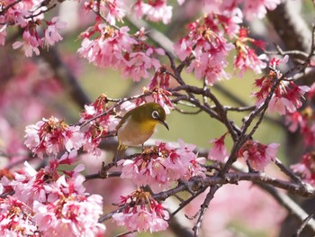 Warbling White-eye 相模原 Wed, 3/10/2021