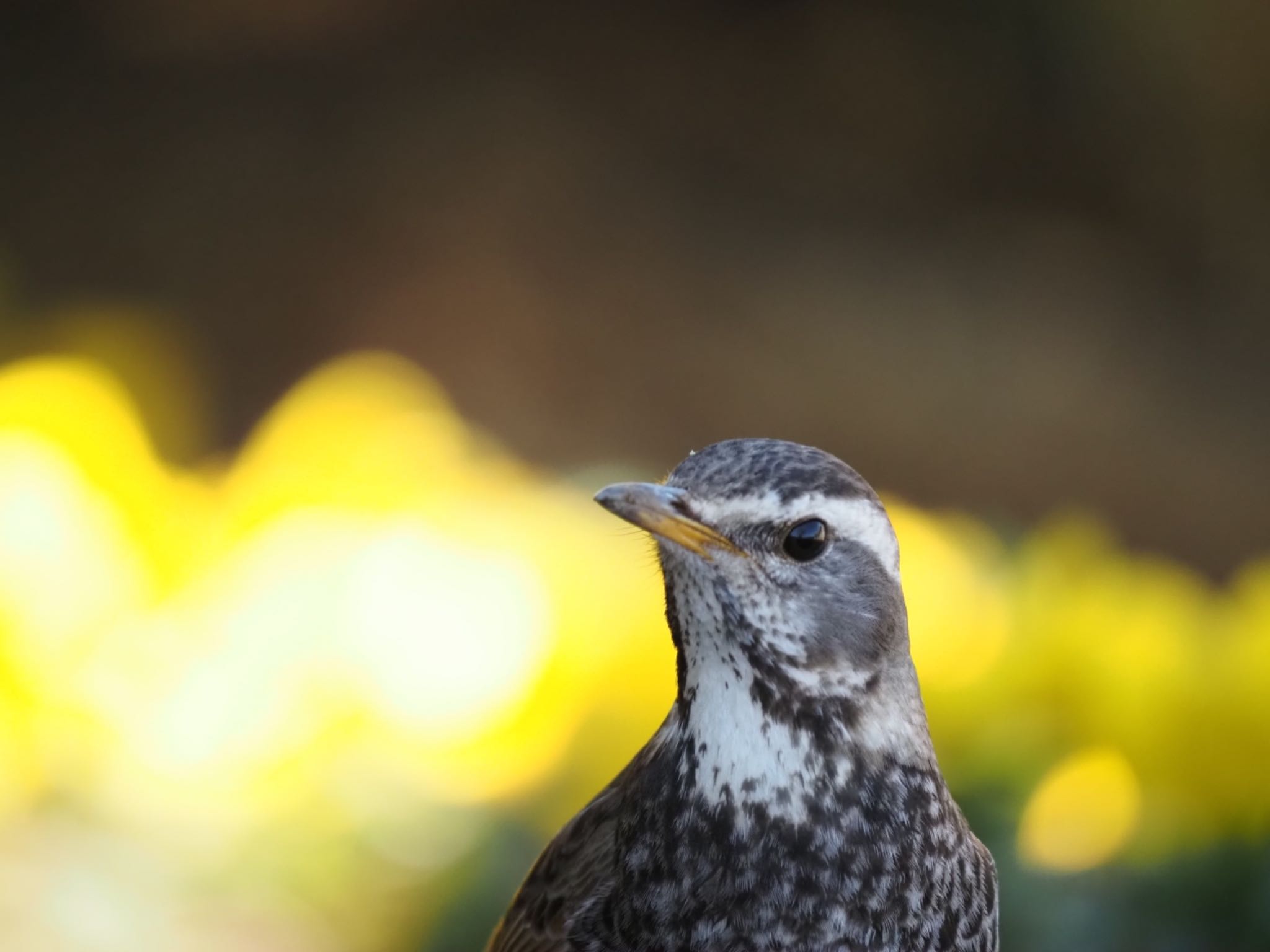 Dusky Thrush