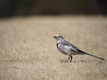 White Wagtail 相模原 Wed, 3/10/2021