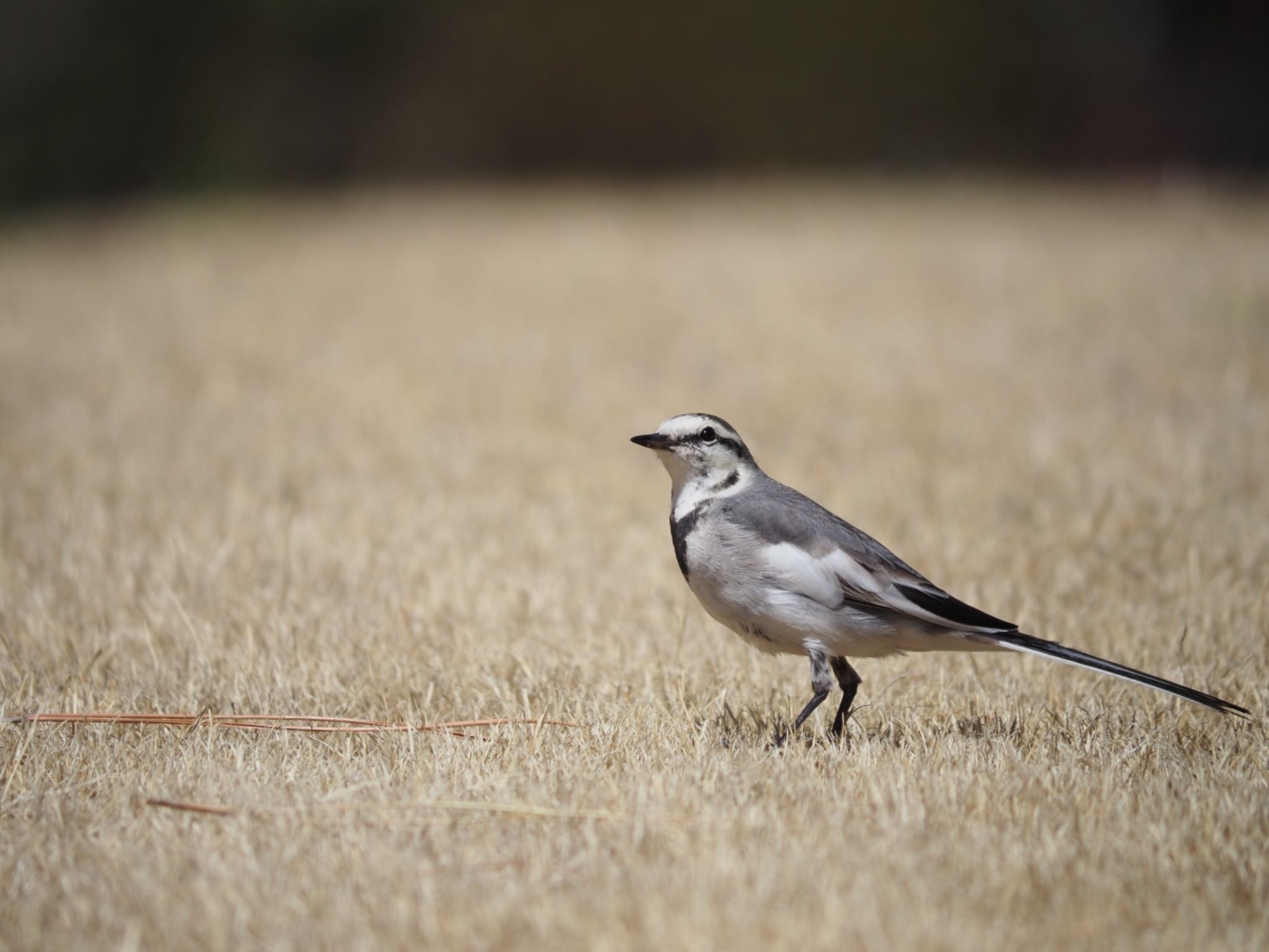 White Wagtail