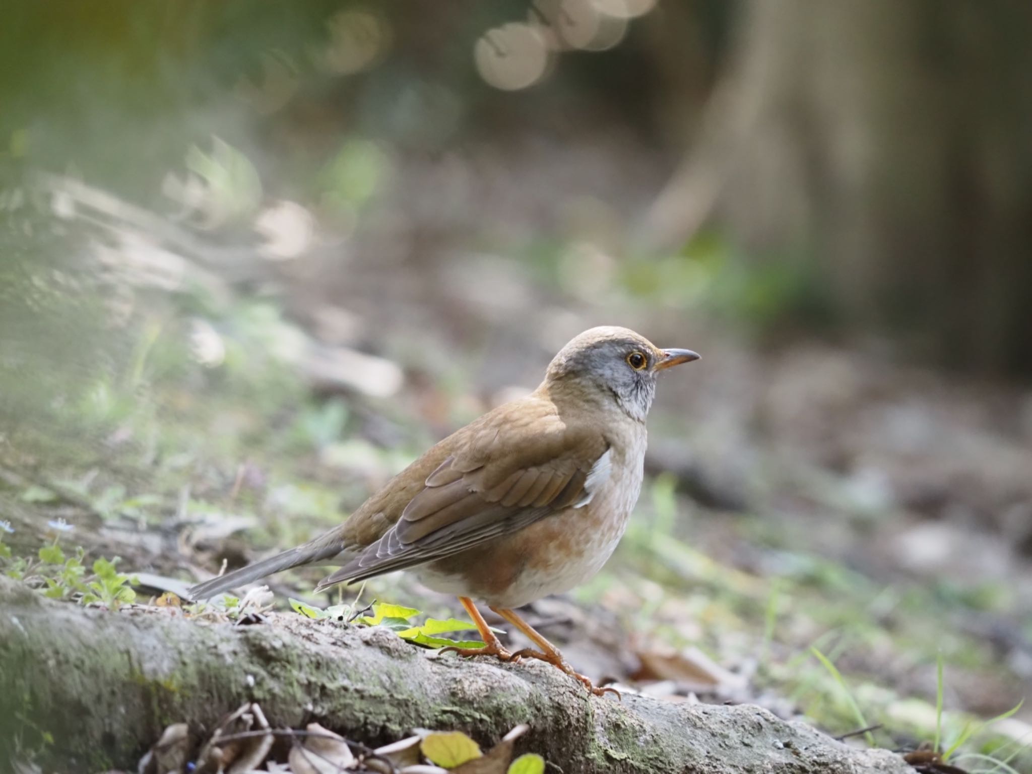 Pale Thrush