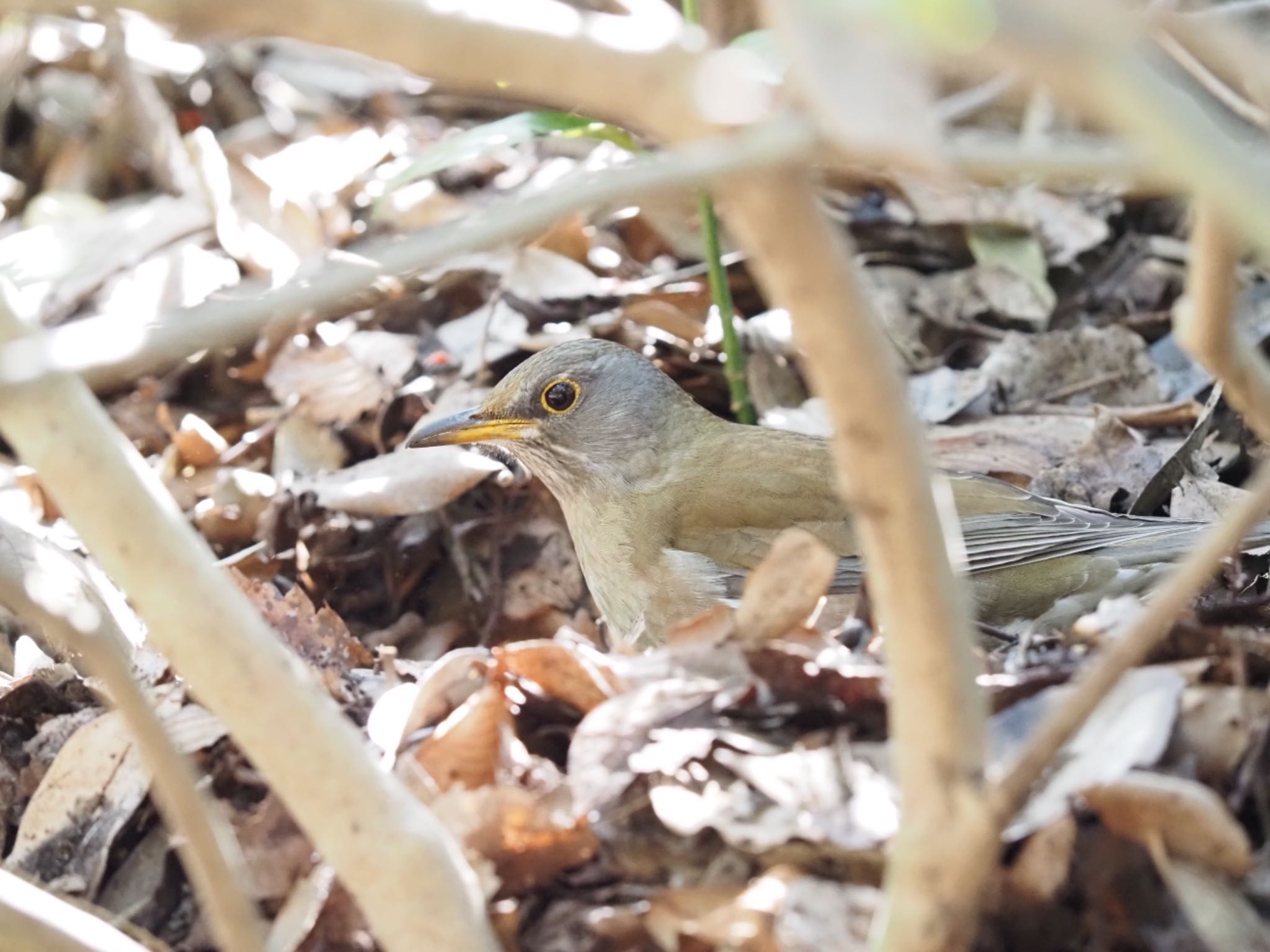 Pale Thrush