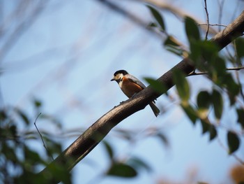 Varied Tit 相模原 Wed, 3/10/2021