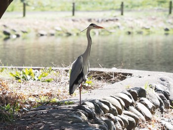 Grey Heron 相模原 Wed, 3/10/2021