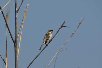 Pallas's Reed Bunting 岡山県 Sun, 2/21/2021