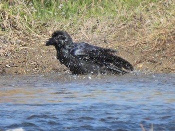 ハシブトガラス 庄内川（小幡緑地の南側） 2021年3月10日(水)