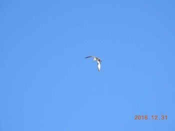 ミサゴ 涸沼 2016年12月31日(土)