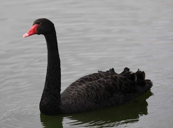 Black Swan Unknown Spots Sat, 3/6/2021