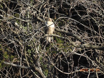 Eastern Buzzard 涸沼 Sat, 12/31/2016