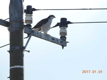 Eurasian Goshawk 涸沼 Sun, 1/1/2017