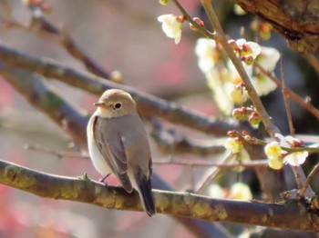 ニシオジロビタキ 万博記念公園 2021年2月20日(土)