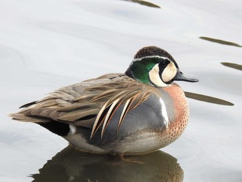 トモエガモ 見沼自然公園 2021年3月7日(日)