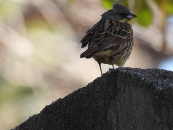 Masked Bunting 仙台市・台原森林公園 Mon, 3/8/2021