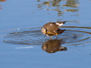 Sat, 11/14/2020 Birding report at 山崎川