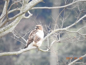 Eastern Buzzard 涸沼 Mon, 1/2/2017