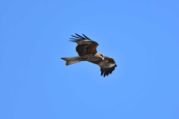 Mon, 3/8/2021 Birding report at 山形県時庭駅周辺