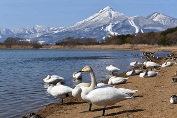 2021年3月9日(火) 猪苗代湖志田浜の野鳥観察記録