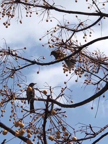 Dusky Thrush 堂島川 Wed, 3/10/2021