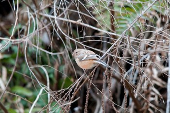 Siberian Long-tailed Rosefinch Hayatogawa Forest Road Tue, 3/20/2012