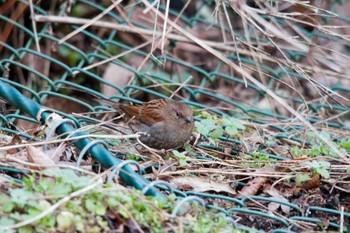 Japanese Accentor Hayatogawa Forest Road Tue, 3/20/2012