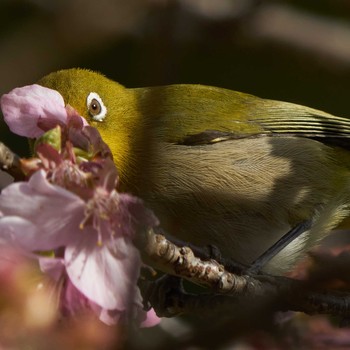 Warbling White-eye 東京都 Thu, 2/18/2021