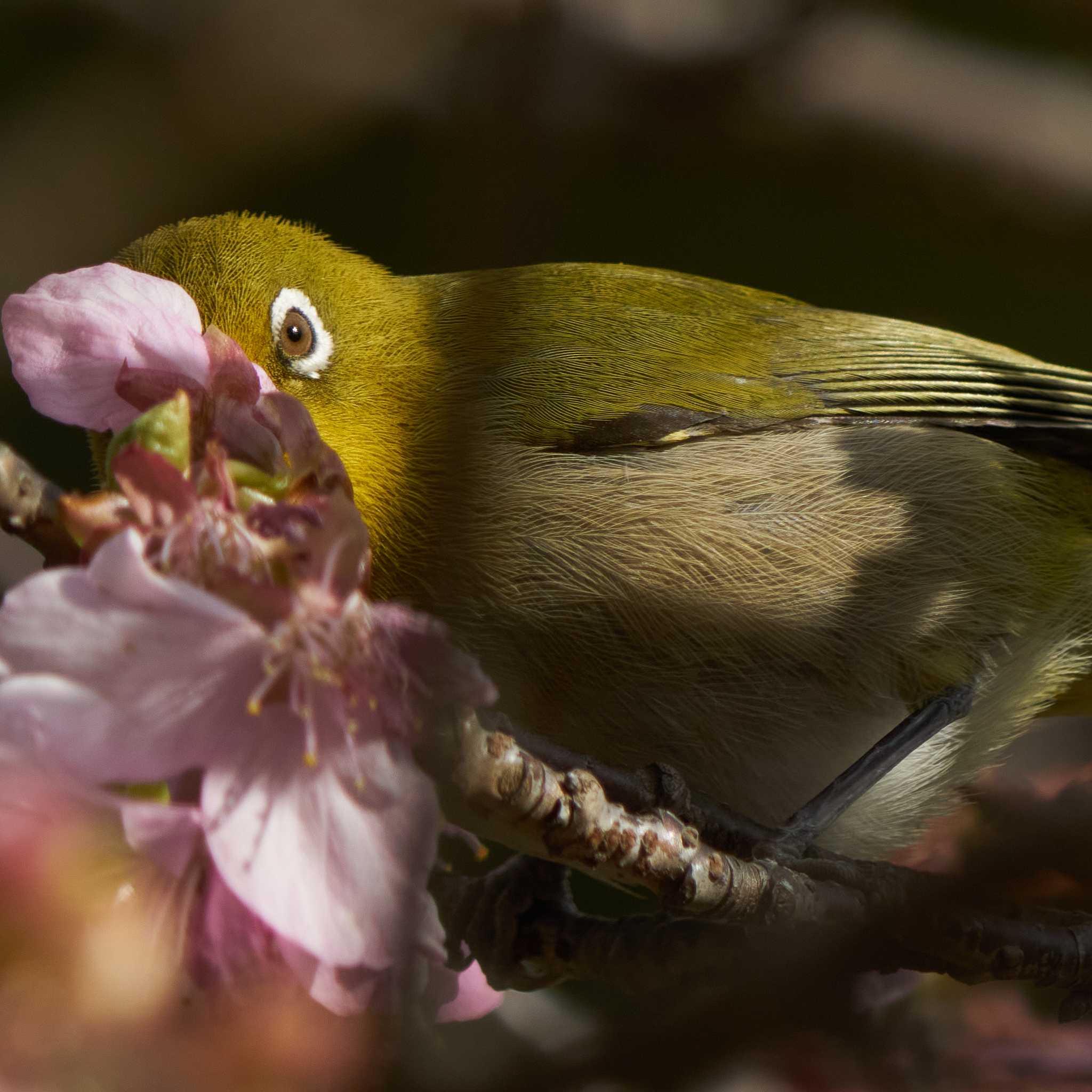 家政婦は見た的な(^_^) by Shinichi.JPN