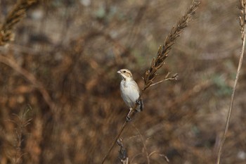 Common Reed Bunting 岡山県 Sun, 2/21/2021