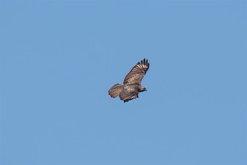 Eastern Buzzard 茨城県 Thu, 1/26/2017