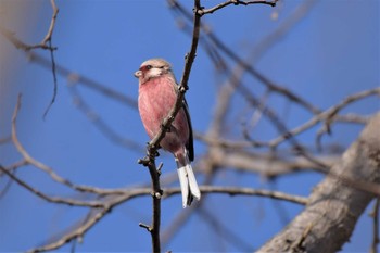 2021年3月10日(水) 大麻生野鳥の森公園の野鳥観察記録