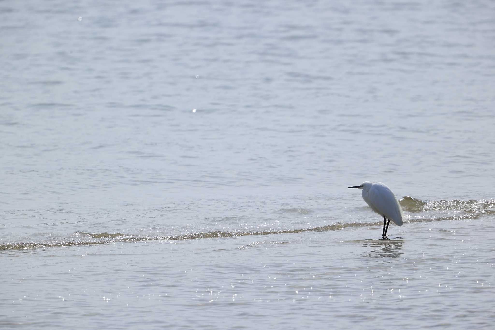 甲子園浜(兵庫県西宮市) コガモの写真 by yossan1969