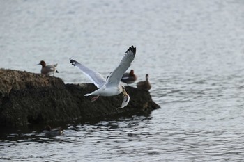 ウミネコ 甲子園浜(兵庫県西宮市) 2021年2月23日(火)