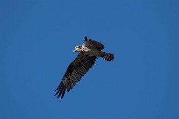 Osprey 茨城県 Thu, 1/26/2017