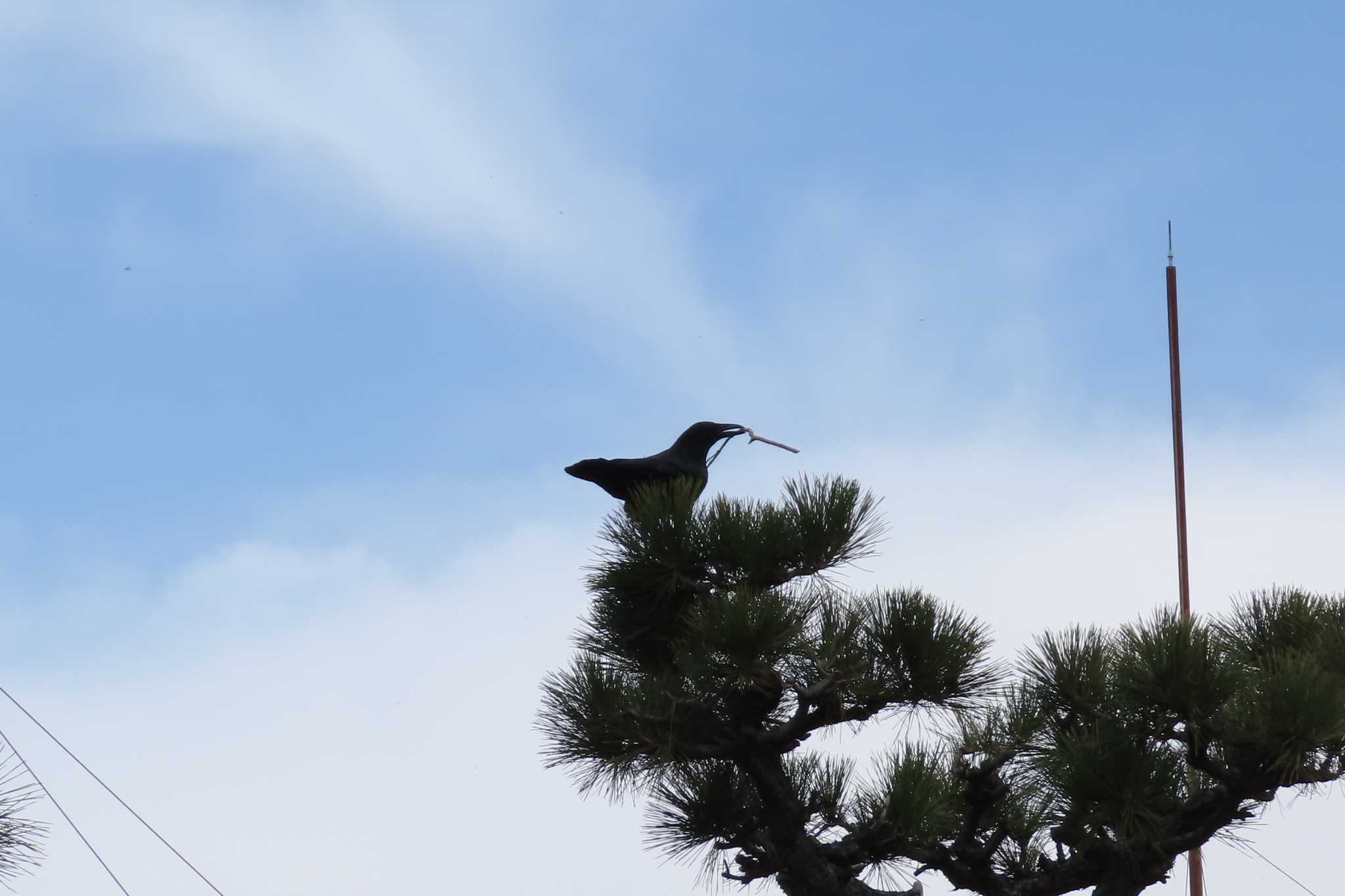 甲子園浜(兵庫県西宮市) ハシボソガラスの写真 by yossan1969