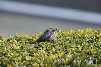 ヒヨドリ 甲子園浜(兵庫県西宮市) 2021年3月6日(土)