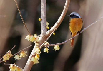 ジョウビタキ 埼玉県狭山市 2021年3月4日(木)