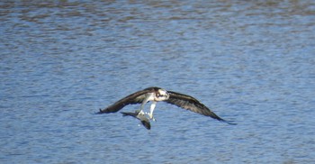 Osprey 山田池公園 Sat, 1/28/2017