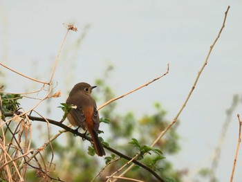 Daurian Redstart Unknown Spots Tue, 3/9/2021