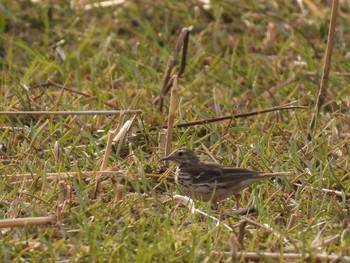 Water Pipit 桜草公園 Tue, 3/9/2021